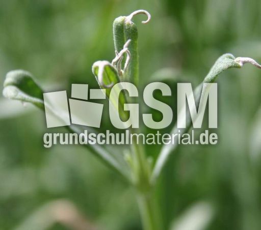 Lavendel-15.jpg